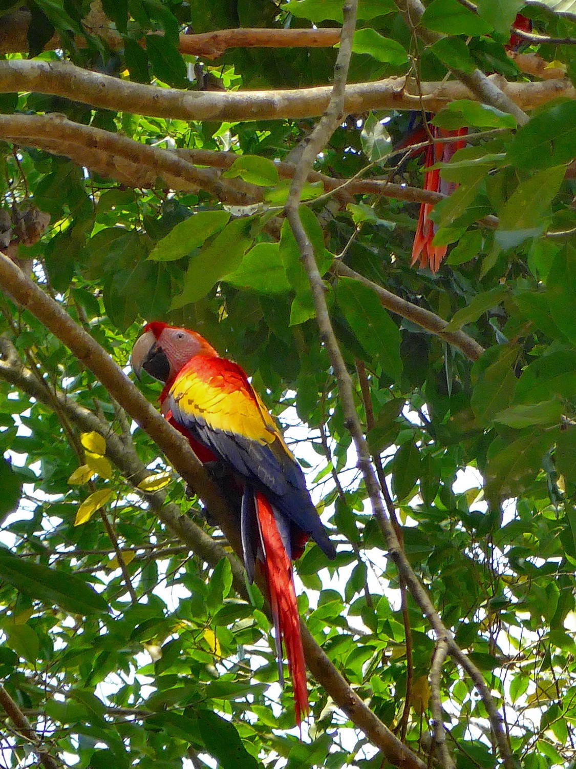 Another Scarlet Macaw with black-grey back