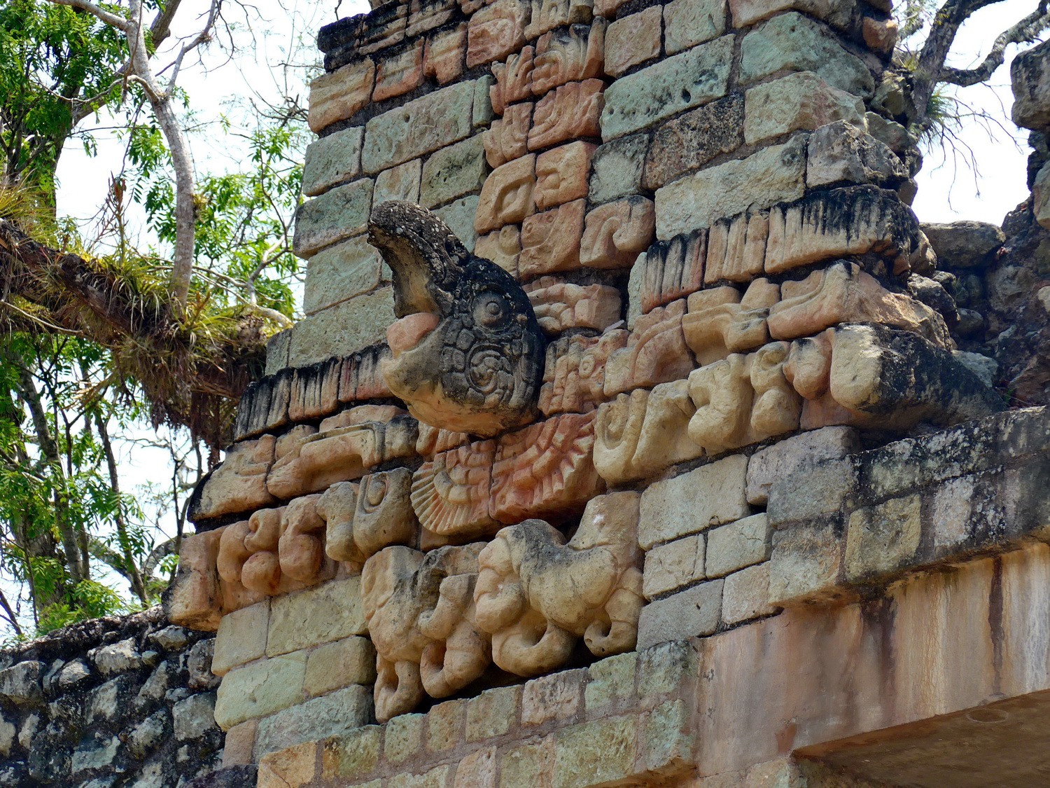 Watching Macaw, a holy bird of the Maya world