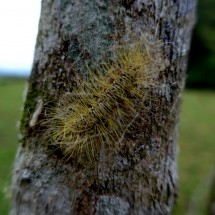 Hairy Caterpillar
