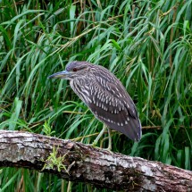 Young Bare-throated Tiger Heron