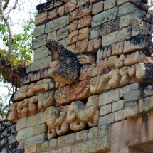 Watching Macaw, a holy bird of the Maya world