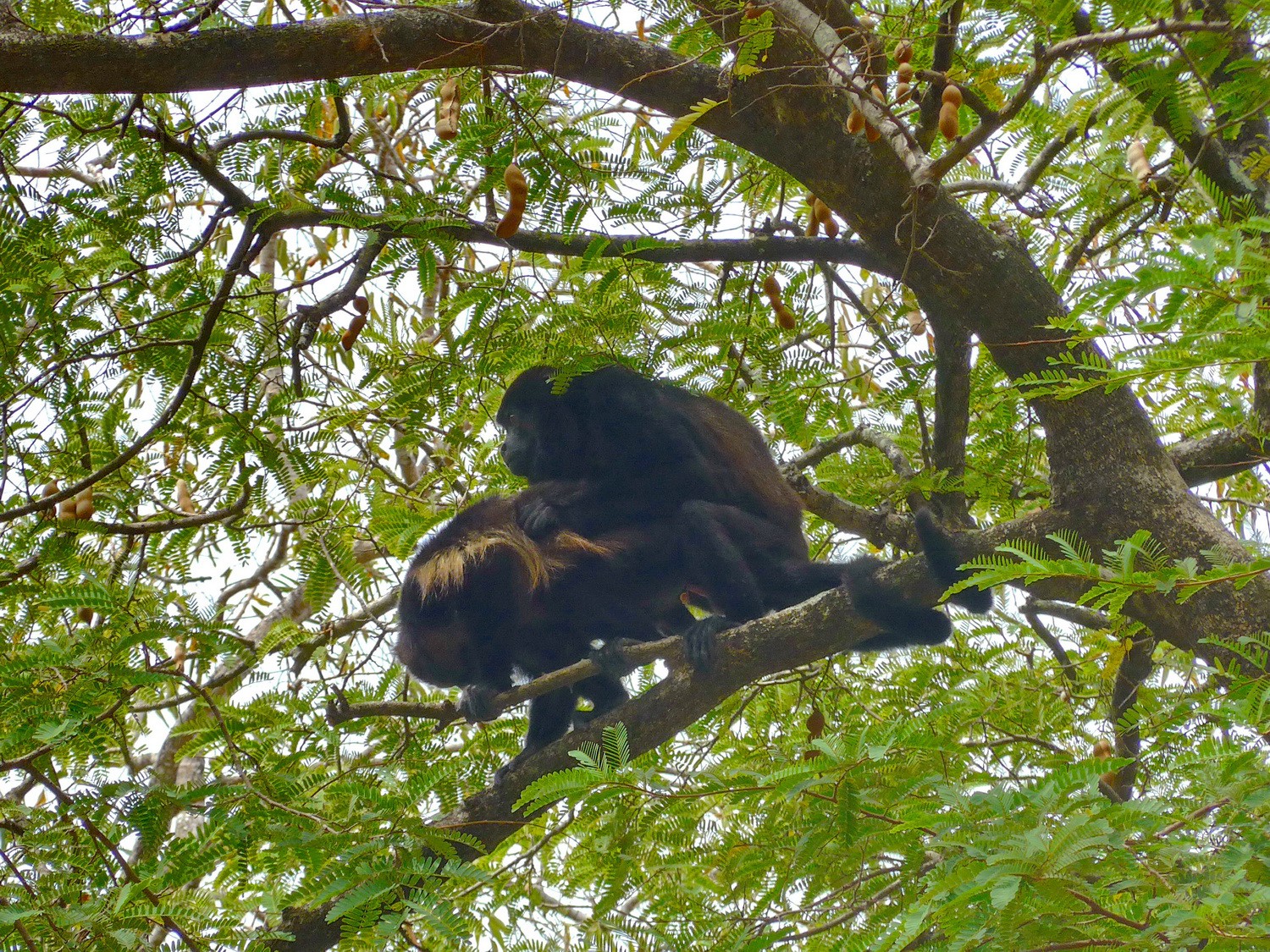 Mating Howler Monkeys on our campsite