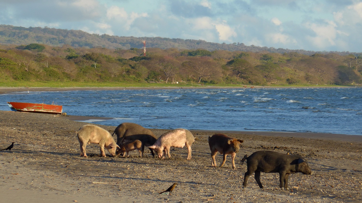 Swines on Playa Santa Domingo