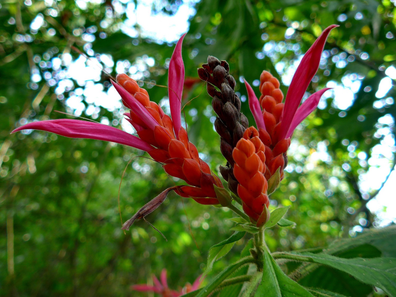 Flower in Gamboa (between Colòn and Panamà City)
