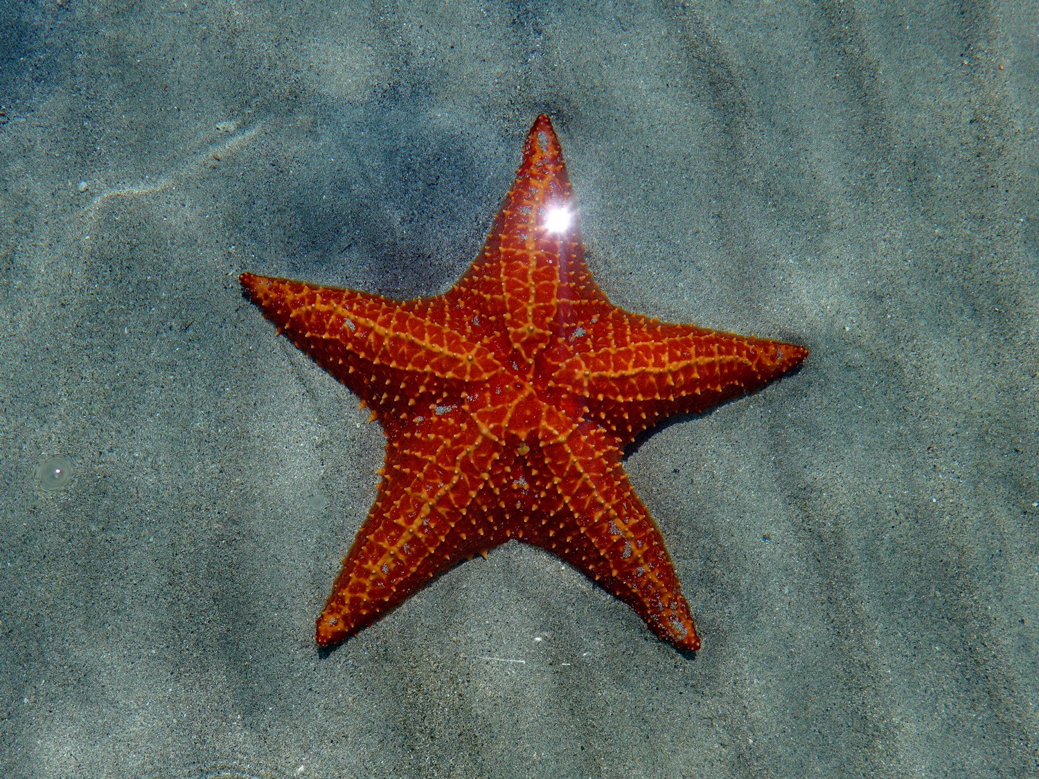 Starfish on Playa Estrella in the northwest of Isla Colón