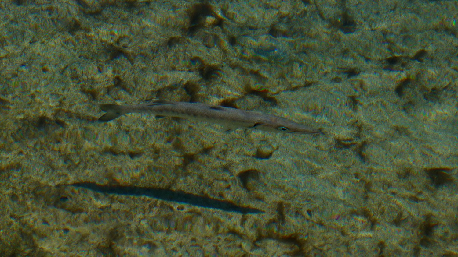 Tall fish on Playa Estrella