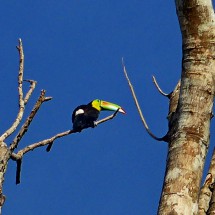 Toucan in Gamboa