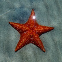 Starfish on Playa Estrella in the northwest of Isla Colón