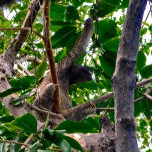 Sloth with three toes on Isla Bastimentos