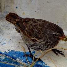 Darwin finch in Puerto Aroya