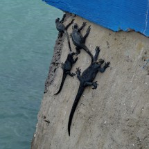 Iguanas on quay wall
