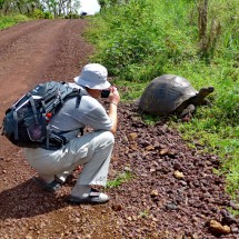 Big turtle on the way to El Chato