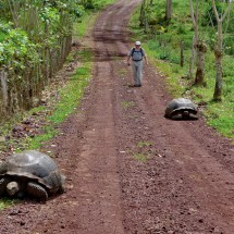 Two turtles walking with us to El Chato