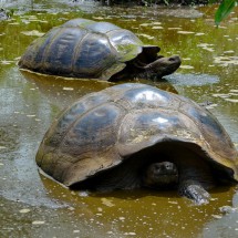 Two turtles in muddy water