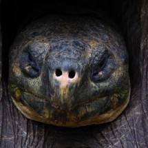 Head of a giant turtle