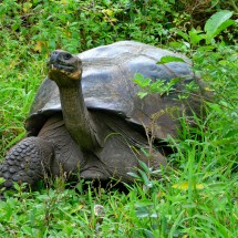 Another huge dome-shaped turtle