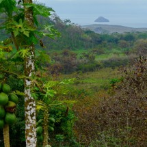 Papaya tree with fruits and the Pacific Ocean