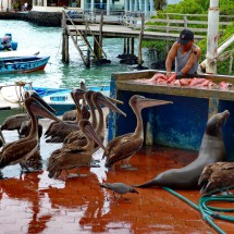 Begging pelicans and sea lion on the fish market of Puerto Aroya