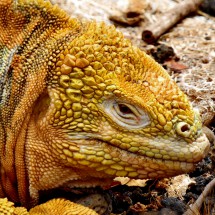 The head of the brown-yellow iguana