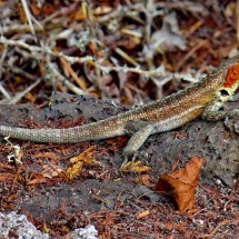 Another female lizard with split tail