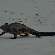 Walking iguana on the beach