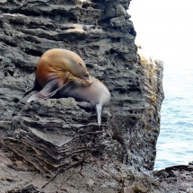 Sea lion on a rock in the ocean close to the Daphne islands north of Santa Cruz where we did some stunning snorkel