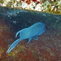 Blue-gray fish