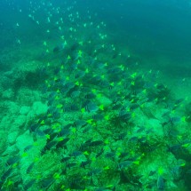 School of fish with yellow tails