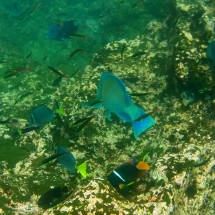 Blue parrotfishes with others