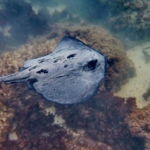 Side view of the ray