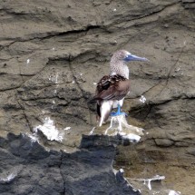 Blue-footed booby on the steep shore of Daphne Mayor