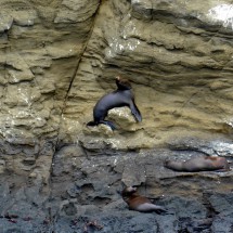 Sea lions in the rocks of Daphne Mayor
