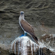 Watching blue-footed booby