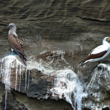 Blue-footed booby with Nazca booby