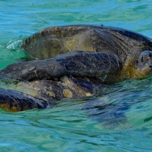 Mating sea-turtles