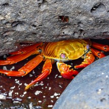 Crab in a gap