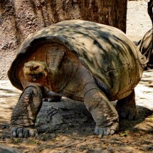 Walking flat-shaped giant turtle in the turtle breeding center Amaldo Tupiza Chamaidan