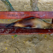 Resting sea lion