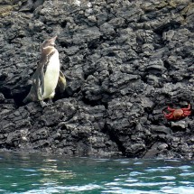 Galapagos penguin with crab