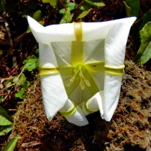 Flower on the way to the Volcan Sierra Negra