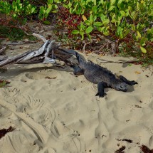Lazy iguana with its tracks on the beach