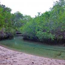 Brackish water of the mangroves west of the beach (approximately 3.5 km west of Puerto Villamil)