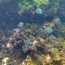 Zebra fishes