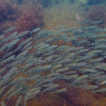 Another school of fish