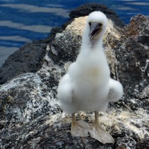 Blue-footed booby baby