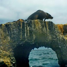 Sea lion on a natural bridge