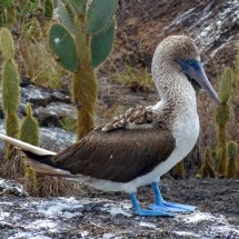 Another blue-footed booby