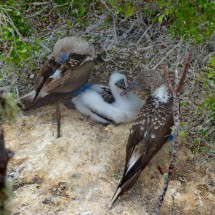 Blue-footed booby family