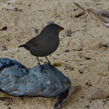 Darwin finch on the beach