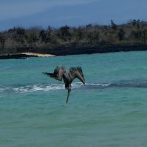 Hunting pelican